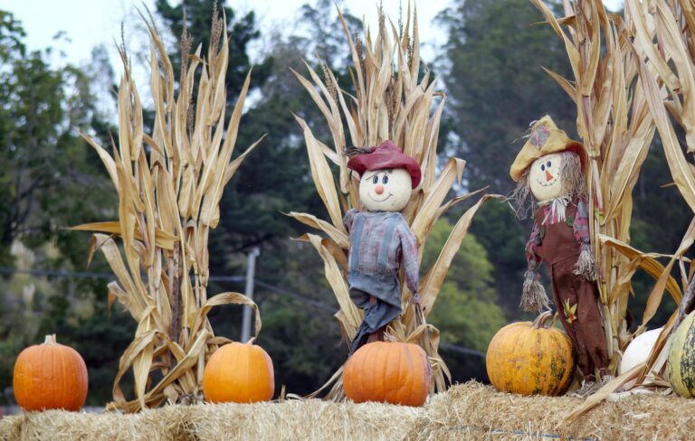 a couple of scarecrows in a pumpkin patch